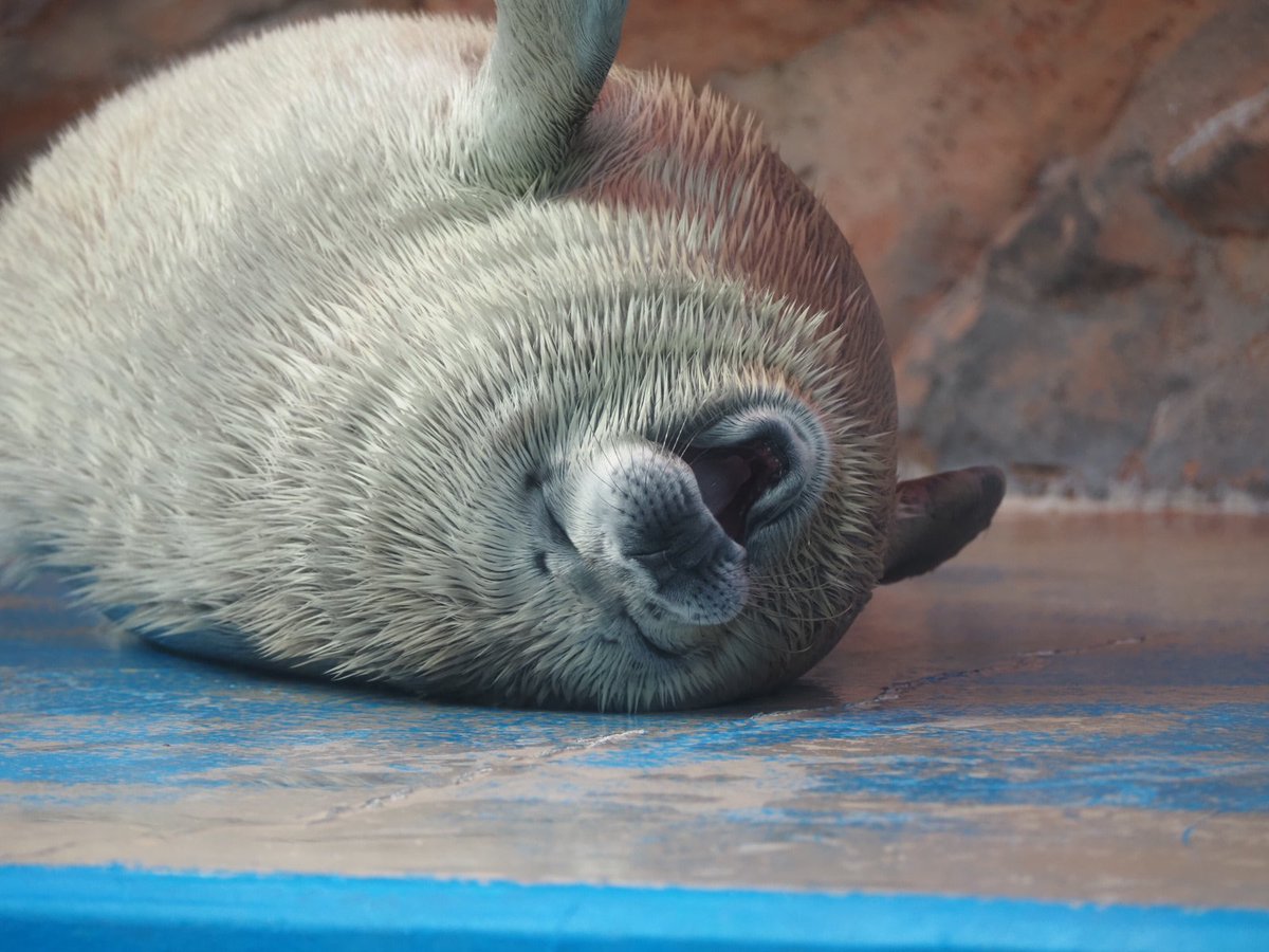 留(どめ) tweet media