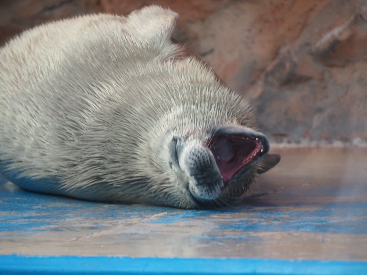 留(どめ) tweet media