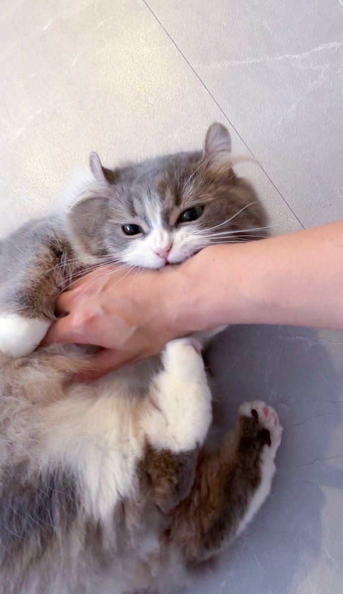 shishamo_nanoda's tweet photo. 撫ですぎるとこうなる https://t.co/jlogH6ZBd3