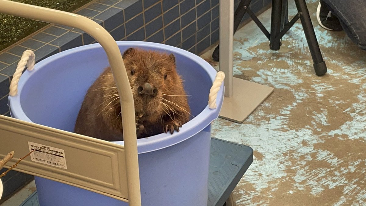 ともとも tweet media