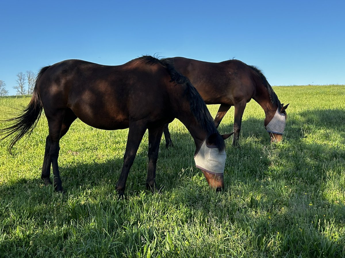 fullcircleeq's tweet image. “We mend &amp;amp; renew the world by strengthening inside ourselves what we seek outside ourselves &amp;amp; not by demanding it of others or trying to force it on others.”
    -Richard Rohr

Every peaceful moment is a gift &amp;amp; being present to receive it, is the miracle of joy.
🐎🌟🐎
#Kentucky