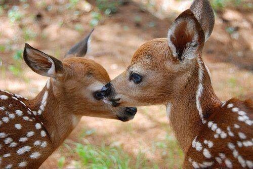 deer encounters 🦌 tweet media