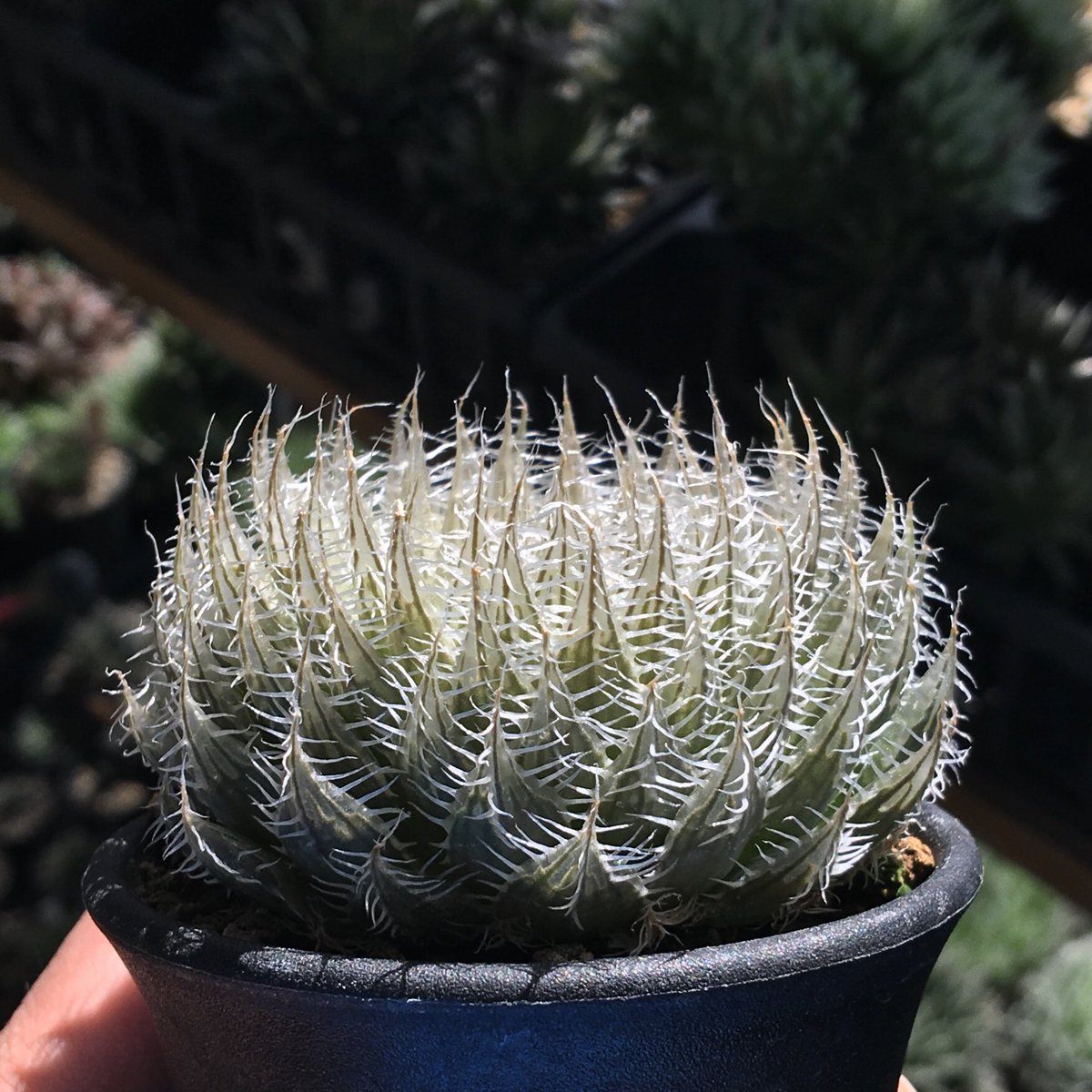 とろろ昆布色

Haworthia virginea n.n., IB07107, near Tierberg, 24 km NE of Prince Albert

これはうちで1番の草姿整い
シアネアの中でも綺麗なデータかと思います。

それなりに良し悪しはあるので、やっぱり栄養繁殖できるハオはコレクター向きだなと思う今日この頃

#IB07107 #バージネア