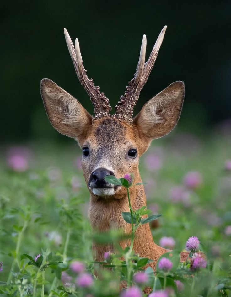 deer encounters 🦌 tweet media
