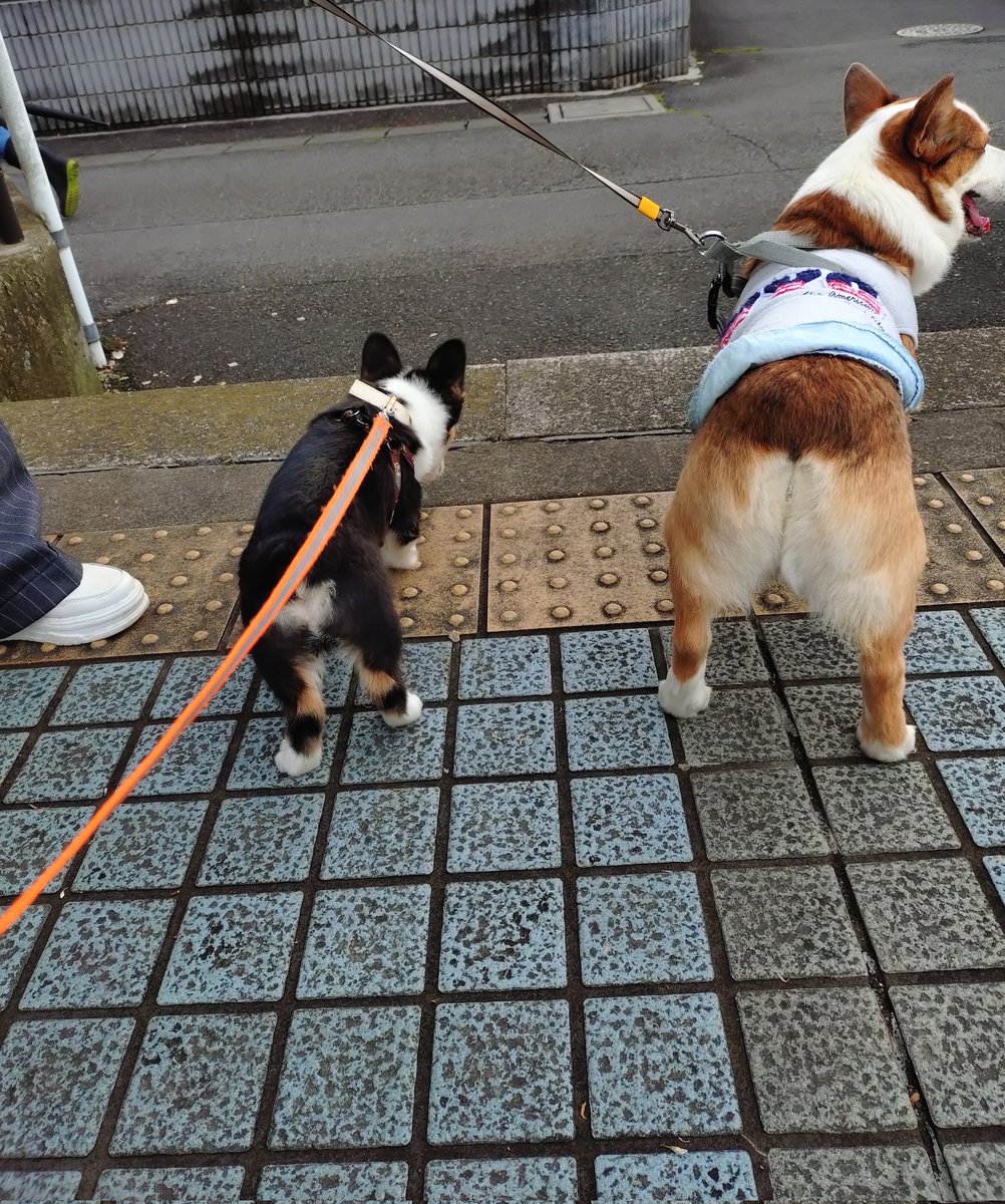 🇬🇧🐶LEO元愛犬❤️Riku今愛犬🐶 tweet media