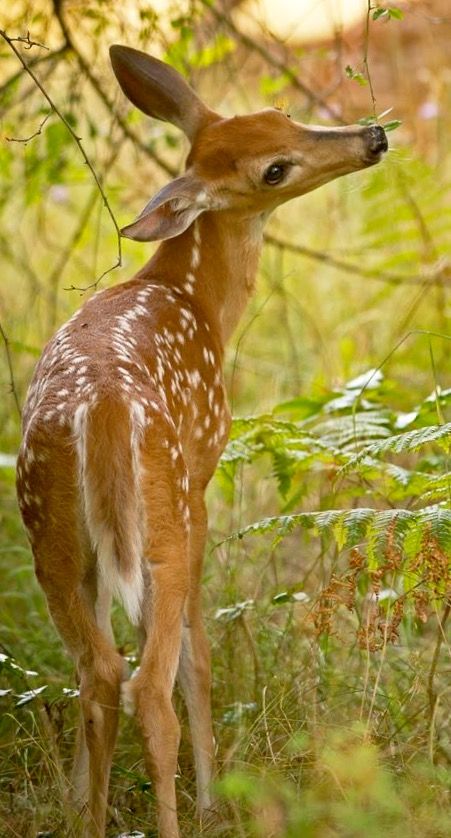 deer encounters 🦌 tweet media