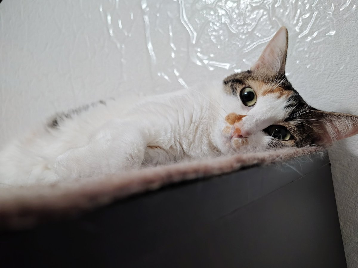 三毛猫様♡ありがとうございます♡ 三毛猫三姉妹のお昼寝♡ 癒されすぎる3ショット🩷って思ったら ごま