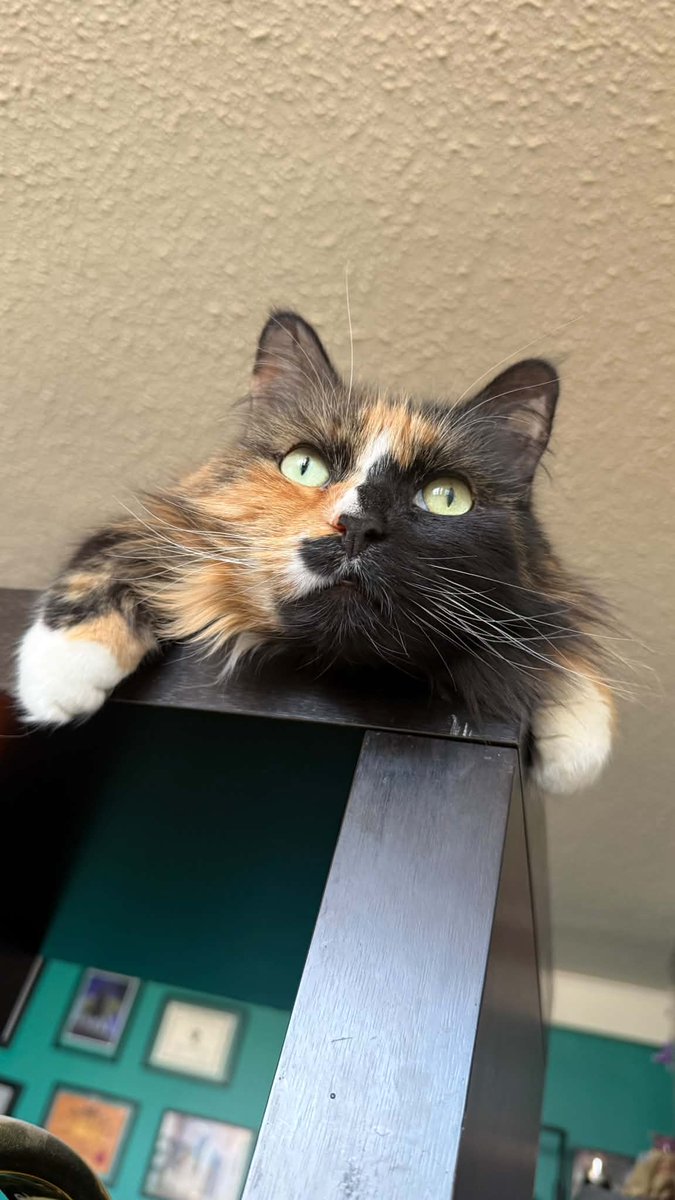 _ViralCats_'s tweet image. Pip just hanging out. 🖤🧡
Photo by Mel Amarth.
#cutecats #cutecat #cat #cats #catsofx #beautifulcats #ViralCats #catphoto #kitty