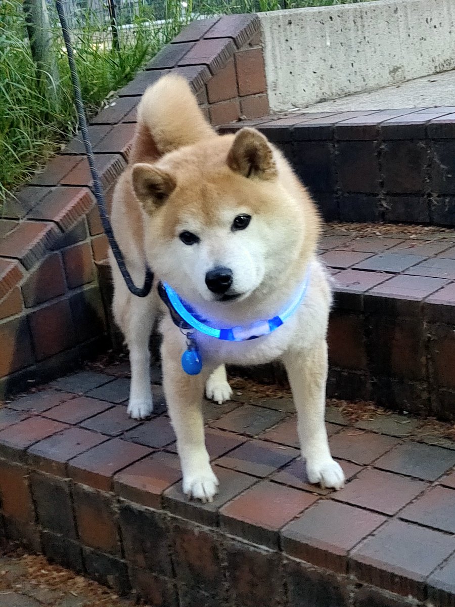 🐾風丸の日々🐾 tweet media