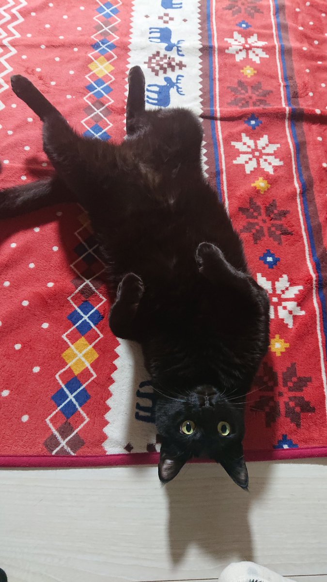 黒猫こんぶの飼い主 tweet media