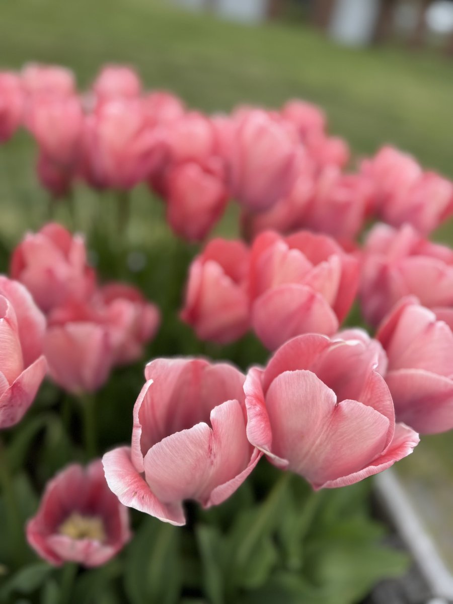 あと90日！
#あきた総文2026