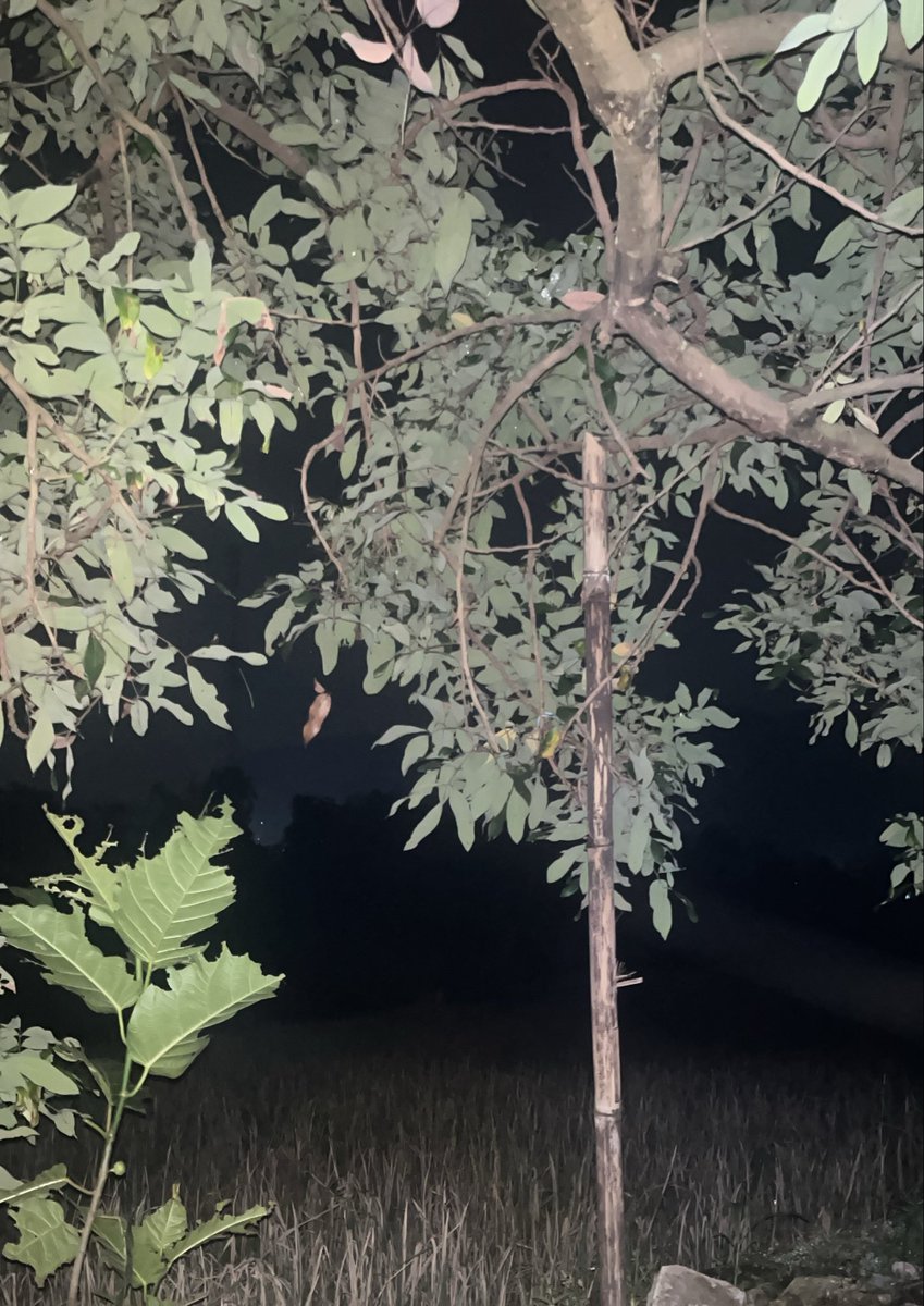 Ponyin 𓂀 tweet media