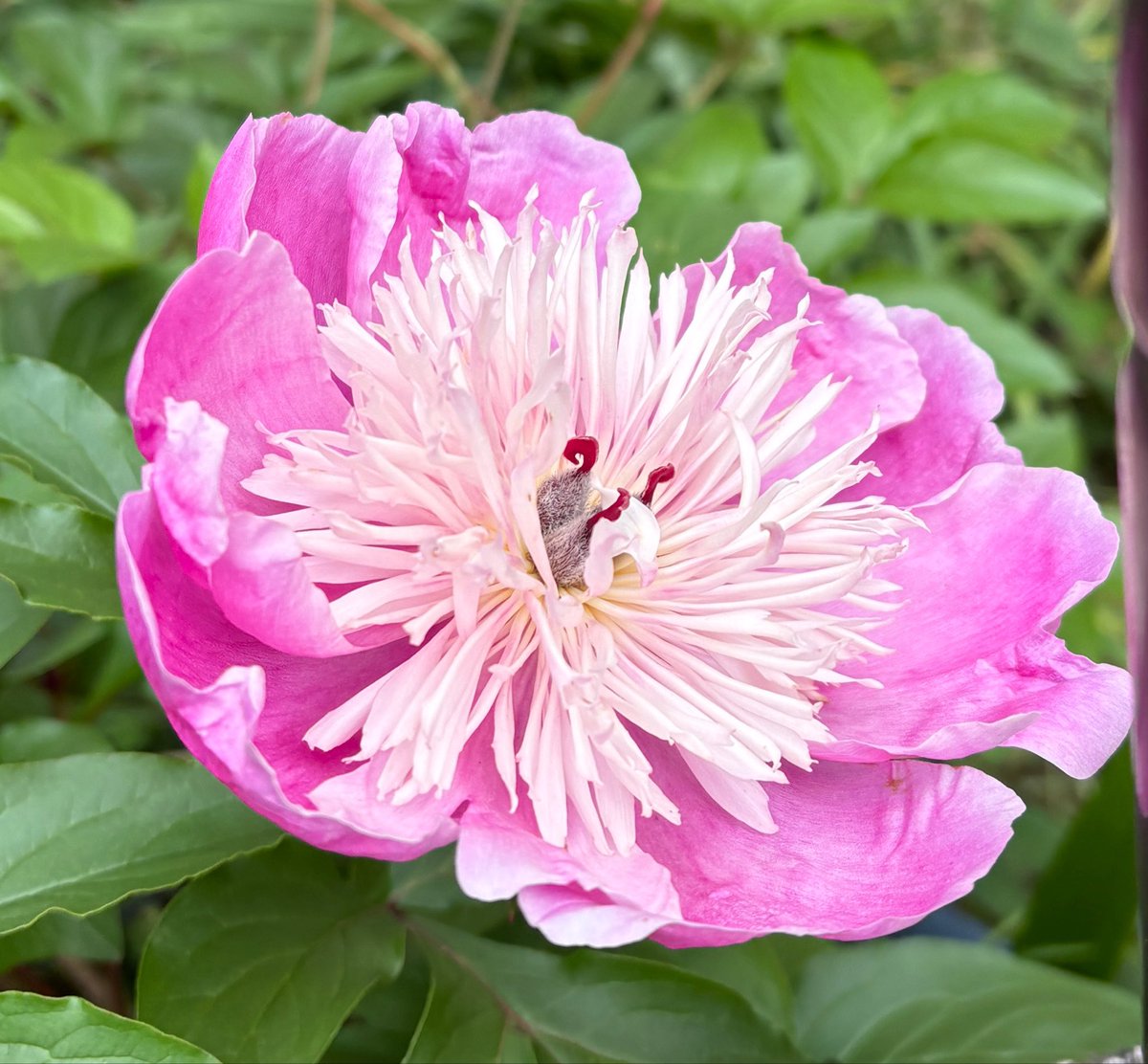 copo19's tweet photo. 先日職場付近を歩いていて見つけたお花。
何の花やろと思って調べたら、芍薬だった。
シャクヤク。
マコが知ってるのと違うかったけど、この子も美しいな。
真ん中んとこキモいけど https://t.co/RPGfXGGpxF
