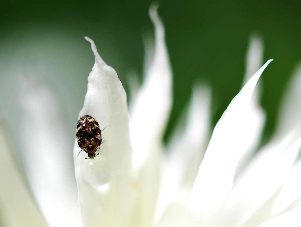 ほしかす tweet media