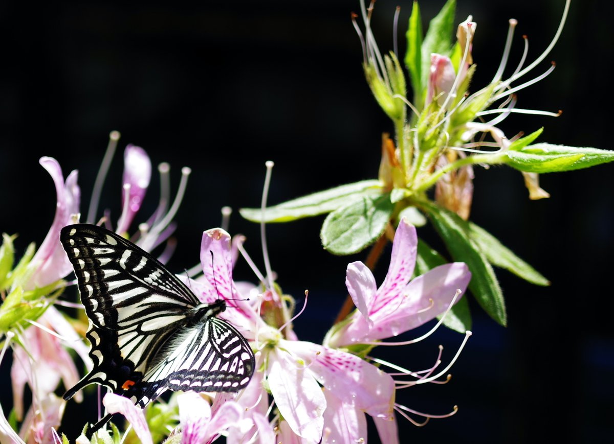 ほしかす tweet media