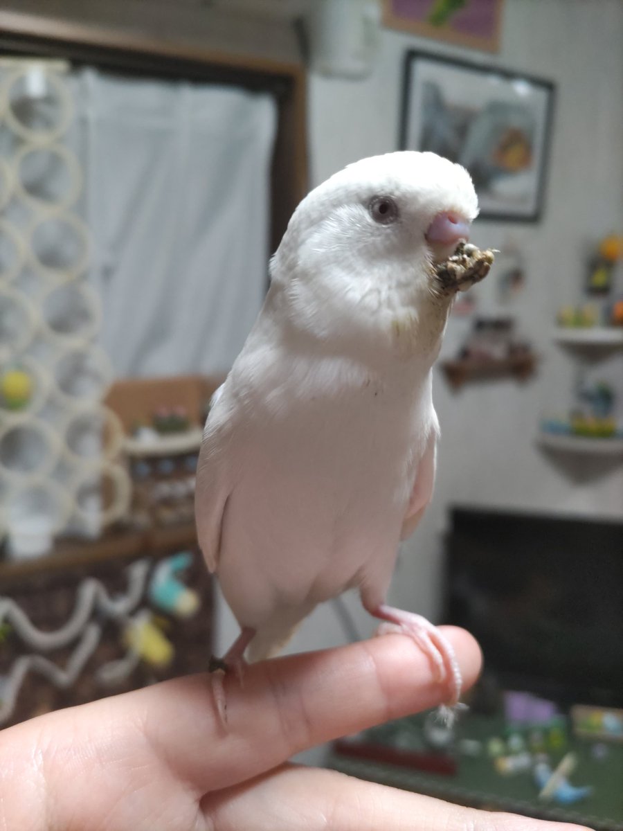 remoyann's tweet photo. 今日はお留守番の日
急いで出してあげたら、、、こんなんでした笑
#セキセイインコ #インコ #留守番 https://t.co/vM7dfwfXKB