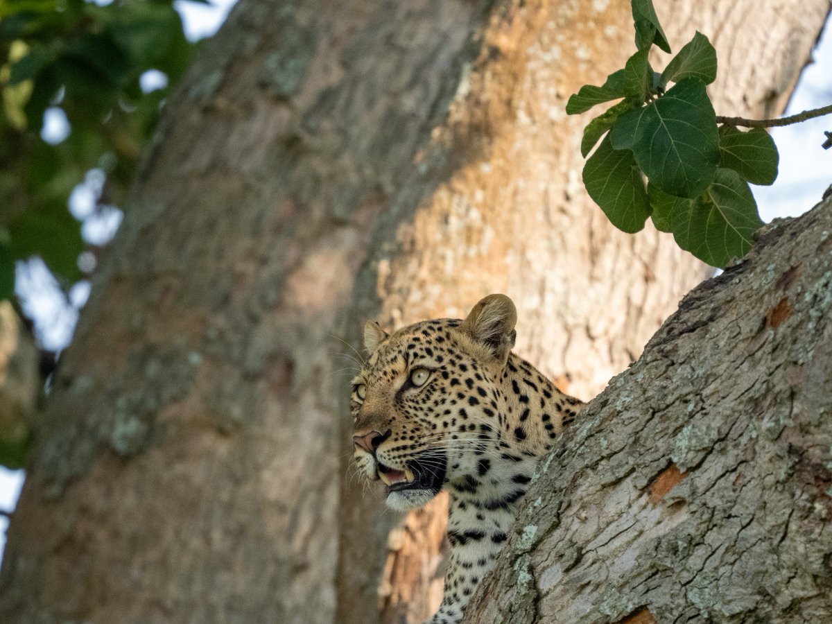 kituafrika's tweet image. A must not miss on a Ugandan safari is a game drive, the perfect gateway to enjoy beyond your expectations on a memorable safari
#africansafari
#kituafrikasafaris
#memorablemoments