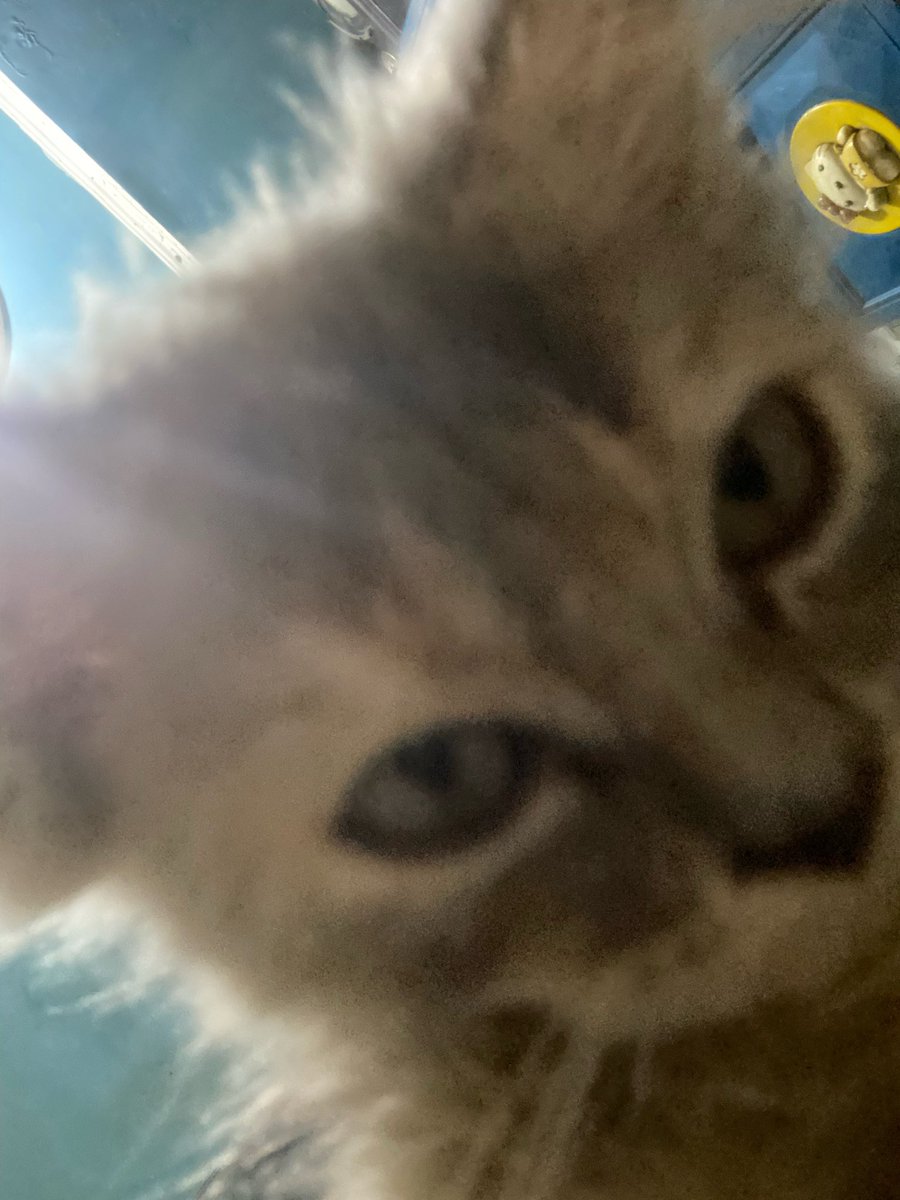 ivy ⋆˚࿔ tweet media