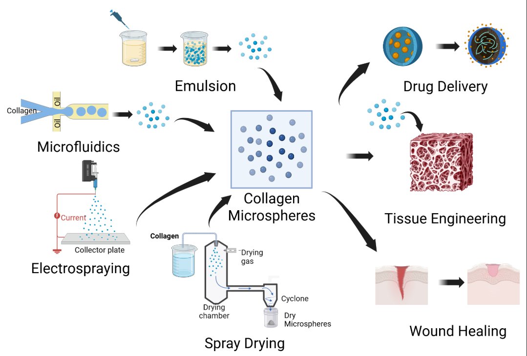 Biomim_MDPI's tweet image. In this review article, Raihan et al. highlight collagen-based microspheres for tunable drug delivery and biomimetic microenvironments, covering fabrication, applications and challenges in tissue engineering.
@DrTarafder
🔗 mdpi.com/2313-7673/11/4…
#collagen #microsphere