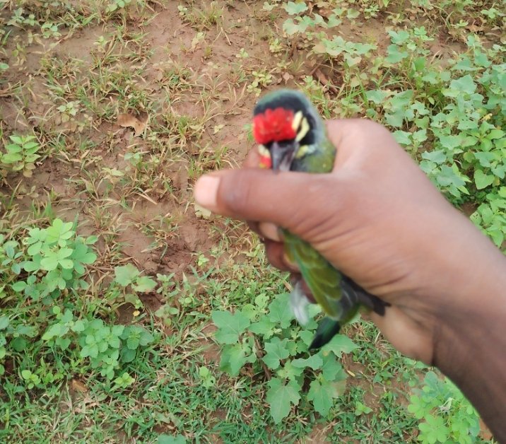 Omprakashmuru's tweet image. yah Kon sa pachhi🕊️🕊️🕊️ hai jaldi comment me batao 🐦🐦 #Pachhi #OmprakashMuru #Comment #India