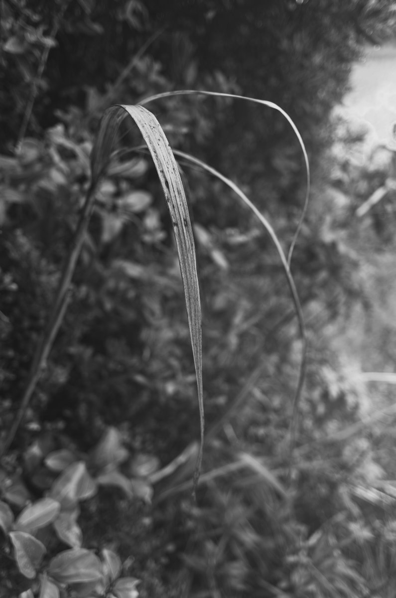 akabeko63's tweet image. #2463
#monochrome #モノクローム