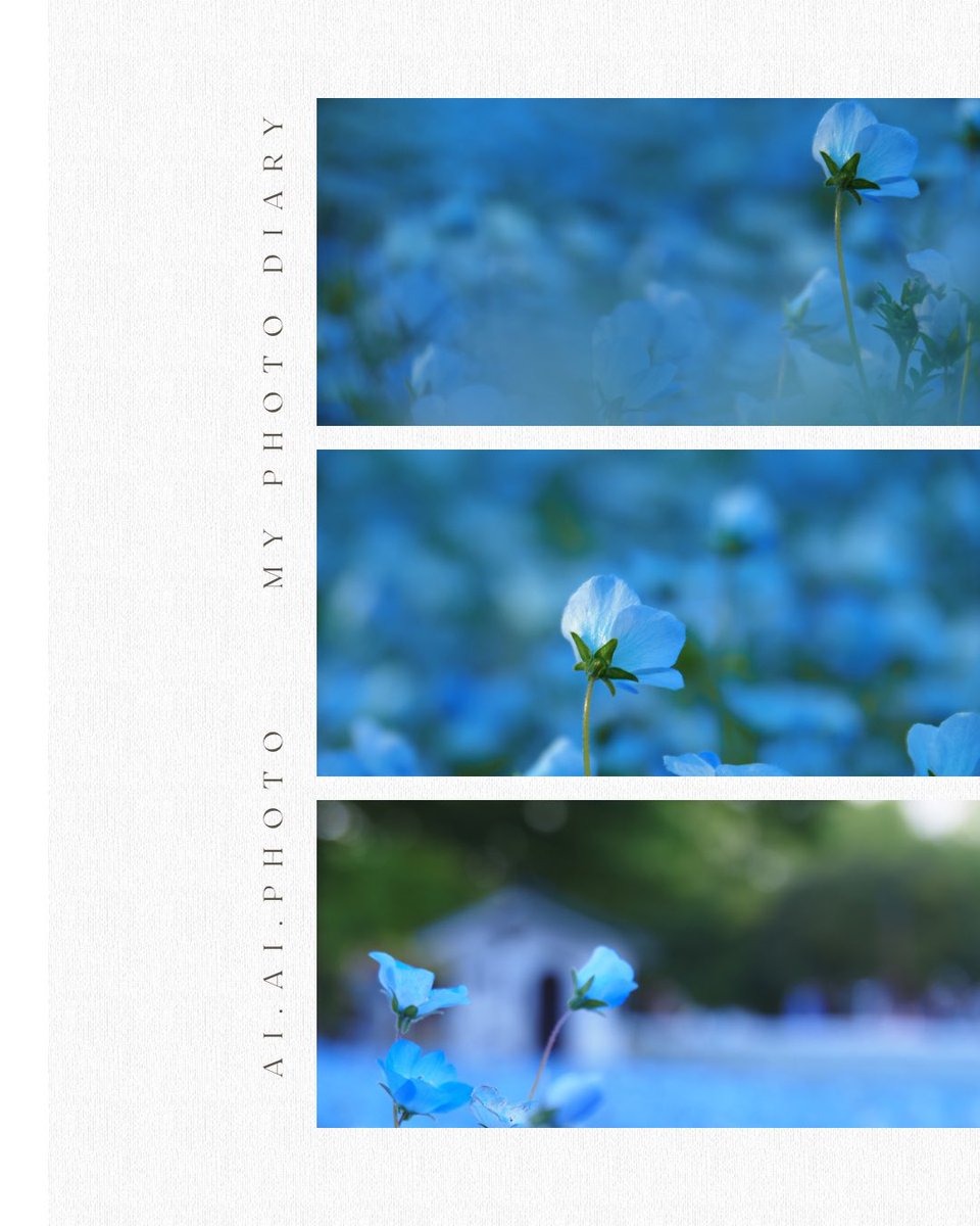 aiphotodesign's tweet photo. 昭和記念公園のネモフィラ が
とてもキレイでした。
#昭和記念公園 #ネモフィラ #青の世界
#om5markII #om写真投稿 #マイクロフォーサーズ #Blueworld https://t.co/ISAeAVVf9y