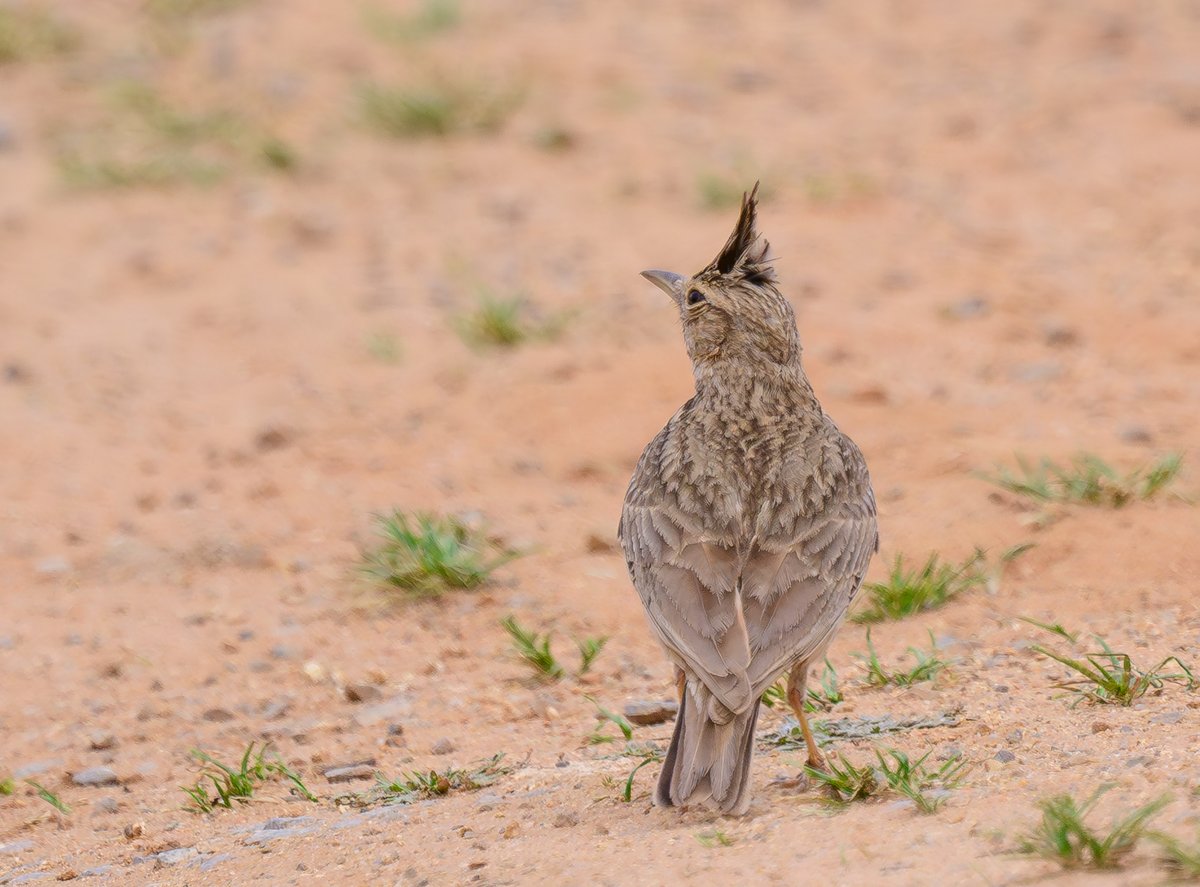 dparody's tweet image. Crested Lark, Castellar #birding
