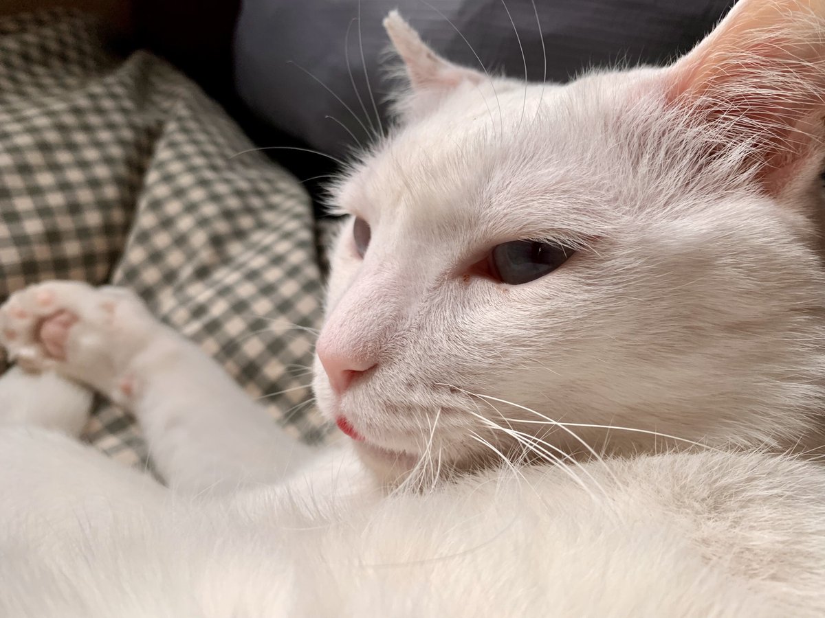 れいぢぃ tweet media