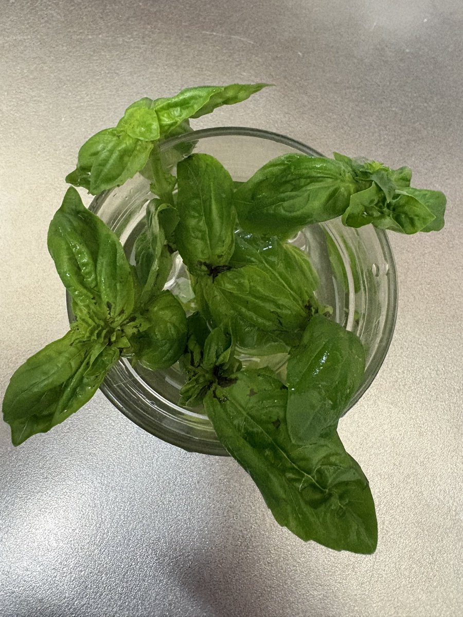 咲花いじゅ tweet media