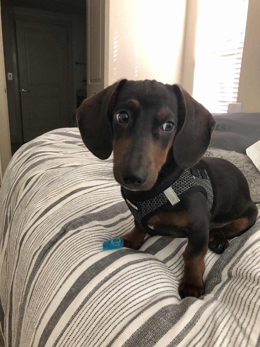 TechBitReview's tweet photo. @lunarfq Hi everyone 🐾🙌 https://t.co/kByKhClYzG