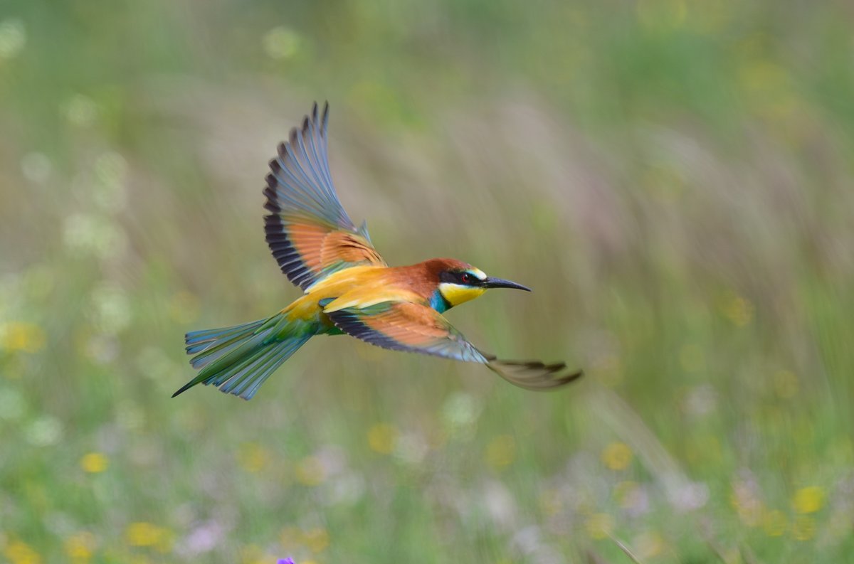 dparody's tweet image. Bee Eaters 2/3 Castellar #birding