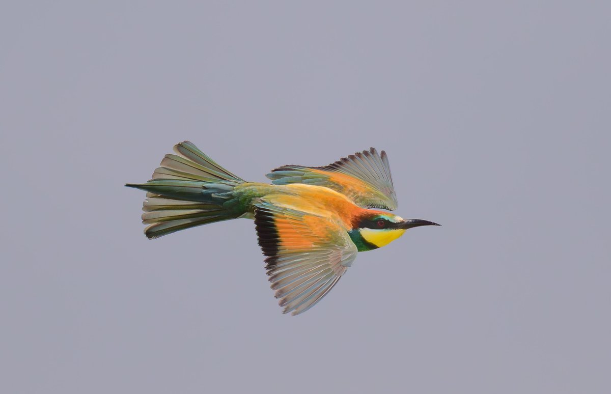 dparody's tweet image. Bee Eaters 3/3 Castellar #birding