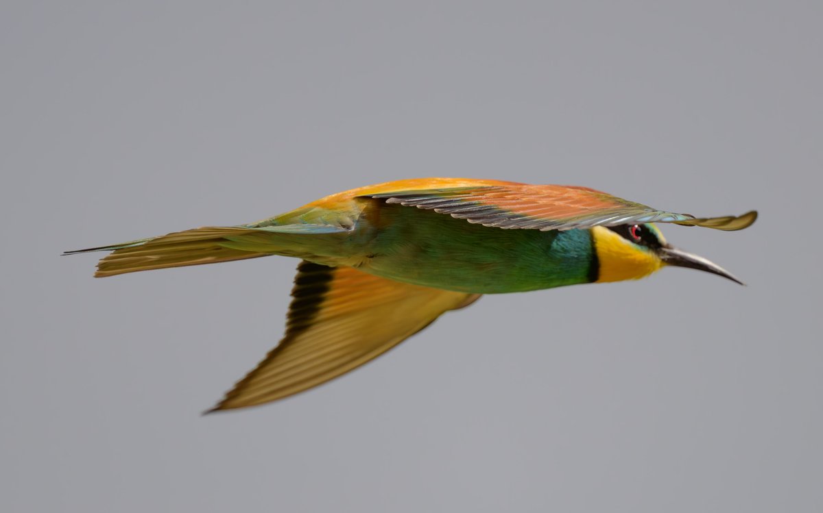 dparody's tweet image. Bee Eaters 3/3 Castellar #birding