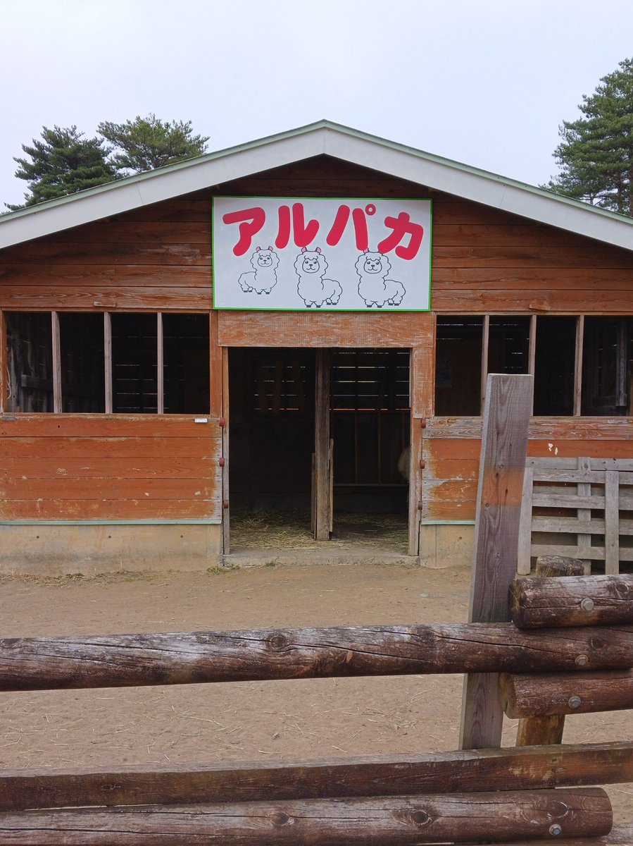 takako12200730's tweet image. #くずまき高原牧場🐮に行って　#アルパカ🦙に会ってきました
まつげが長くて羨ましかったです
#パン　も　#牛乳　も　#ソフトクリーム　も美味しいので足を運んで見て下さい🥐🥛🍦