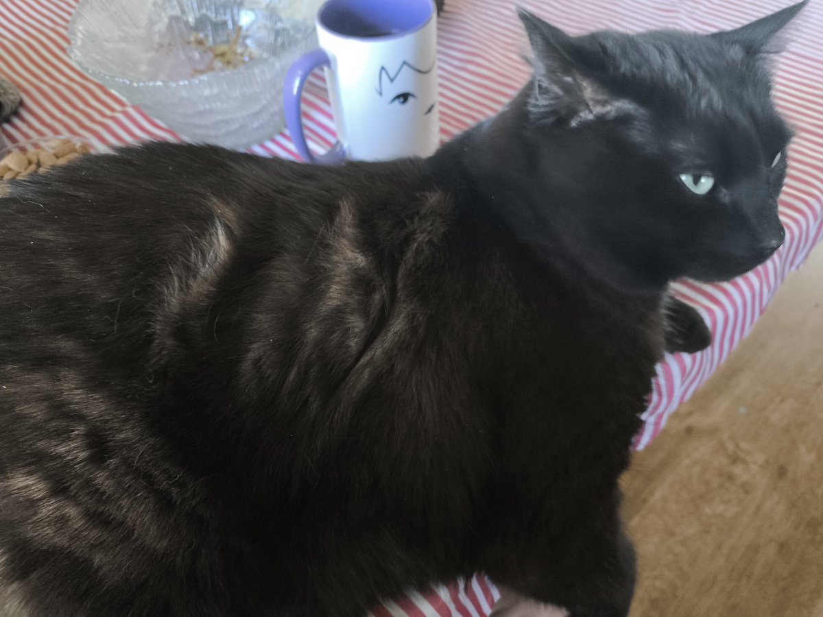 EDOLON / CALLIE tweet media