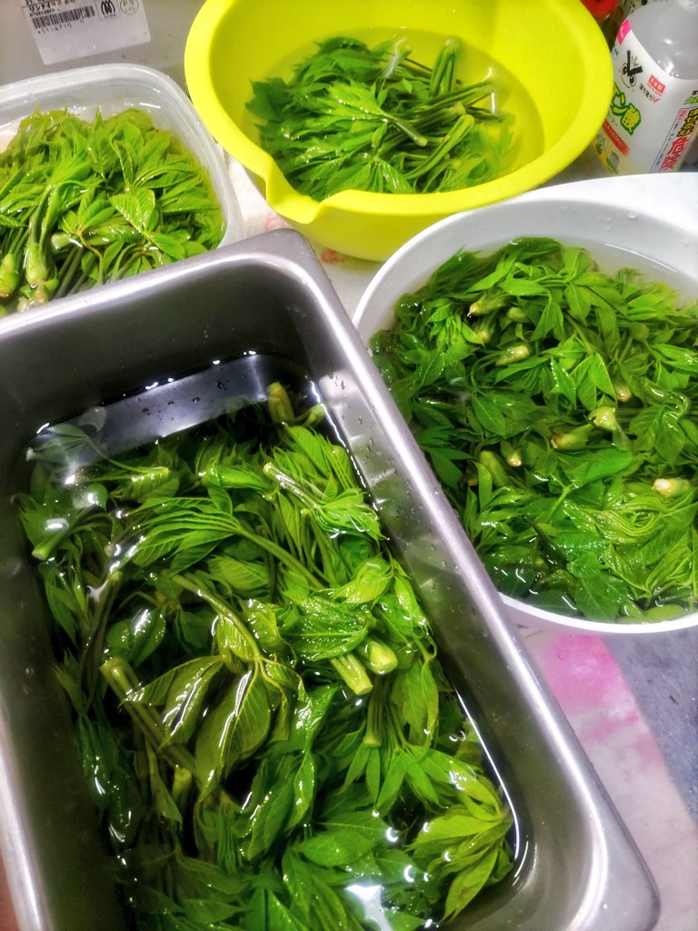 望月うさぎ tweet media