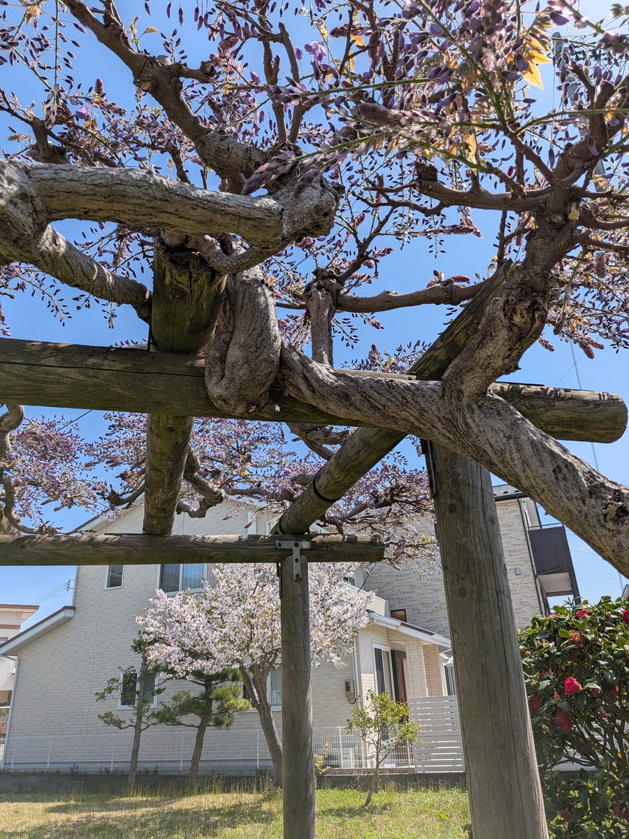 藤と桜のコラボ