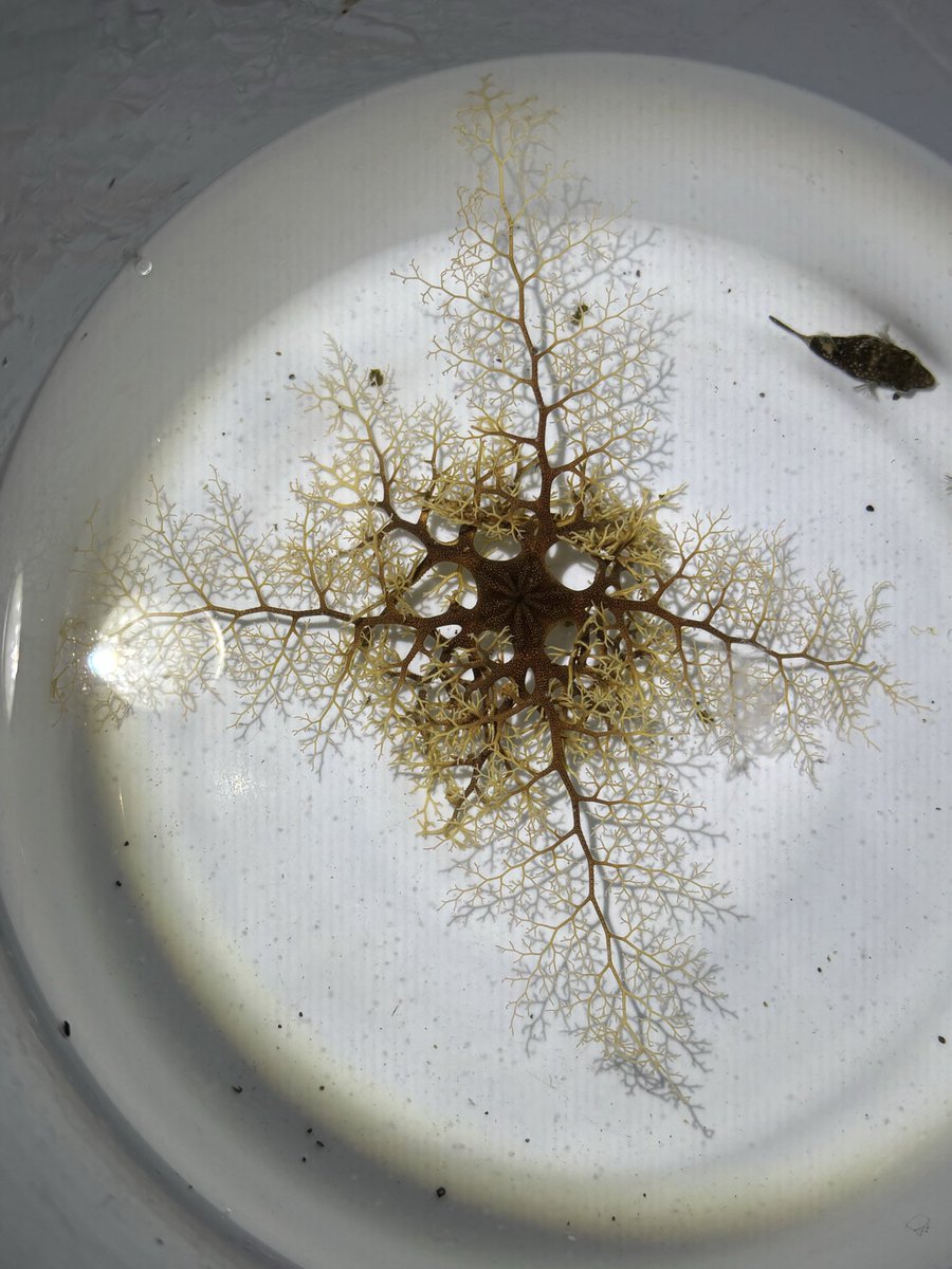 一般人な岸壁採集家　『ちゃん』 tweet media