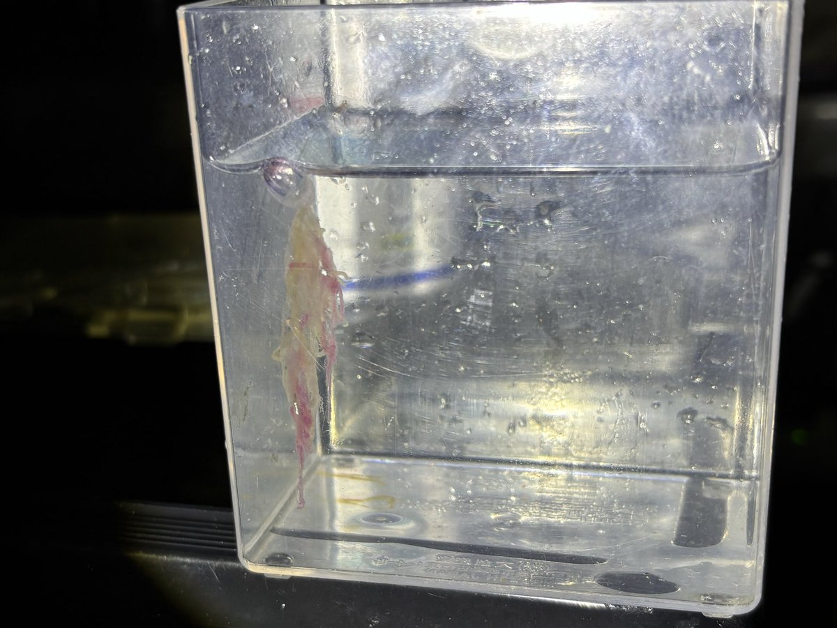 一般人な岸壁採集家　『ちゃん』 tweet media