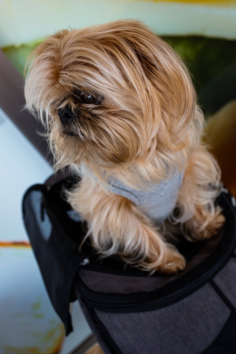 goodenough2021's tweet photo. 時間があんまなくほぼバッグの中でした
#犬 #ブリュッセルグリフォン #ペキニーズ #ミックス https://t.co/kBw6pincxR