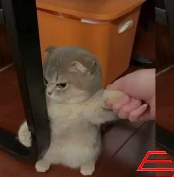 CALM ALEX 🪖 tweet media