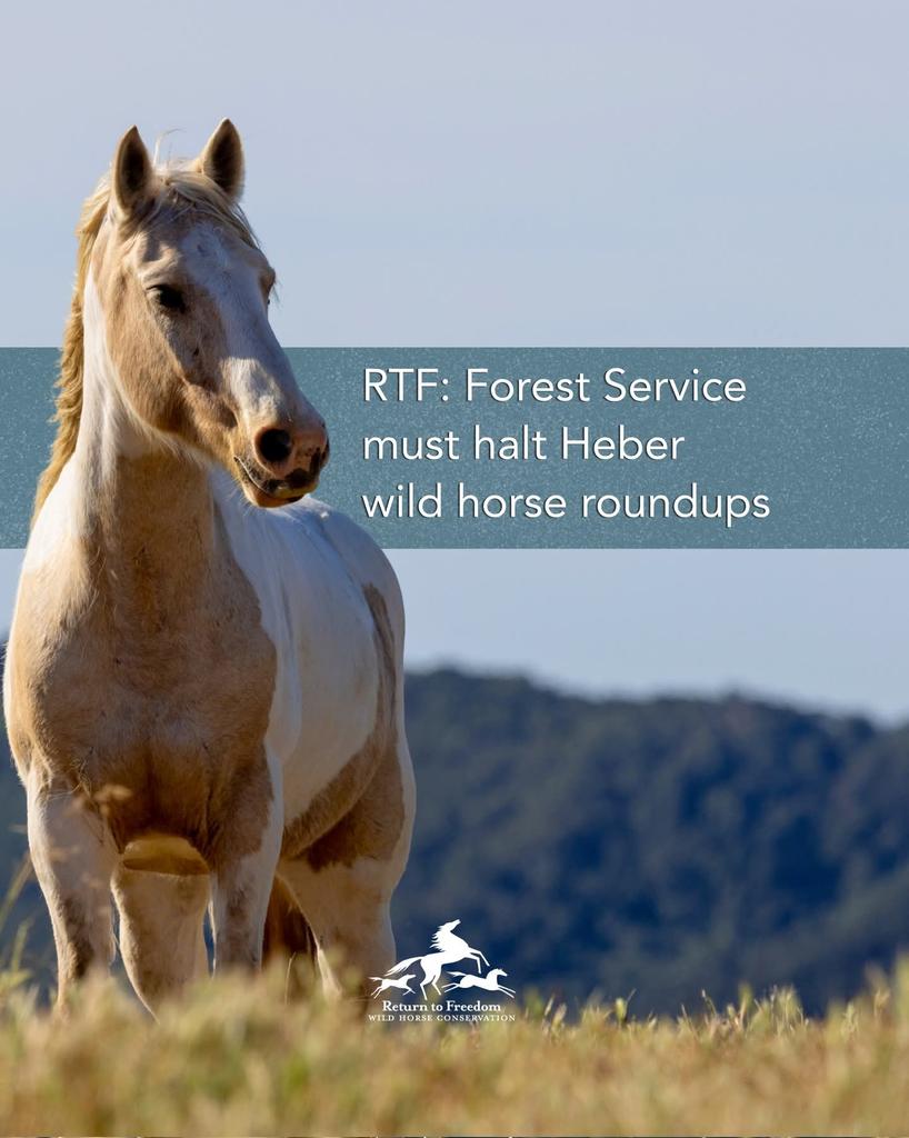 meliorist59's tweet photo. Will Samson II a long time wild horse and burro advocate let's us in on why we are seeing the last of wild horses and burros in the wild.
#BLMAndUSFSEradicateNotManage
#SaveOurLastWildHorsesAndBurros
#HaltTheHelicoptersNOW
#StopTheSlaughterNOW
https://t.co/BrtaSyFNwZ https://t.co/gbITnwWHcs