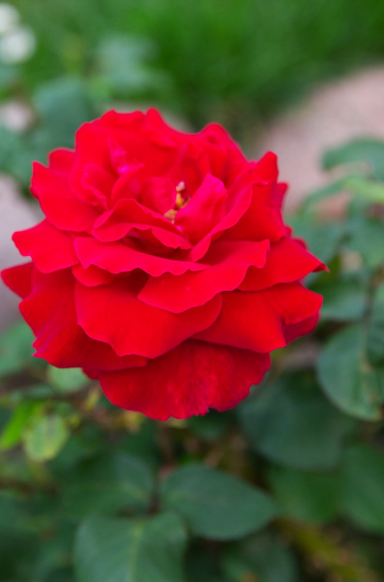 Run_fly_Smile's tweet image. Do something for somebody everyday for which you do not get paid 😊

Albert Schweitzer

#Heart #Love #AlbertSchweitzer #Rose