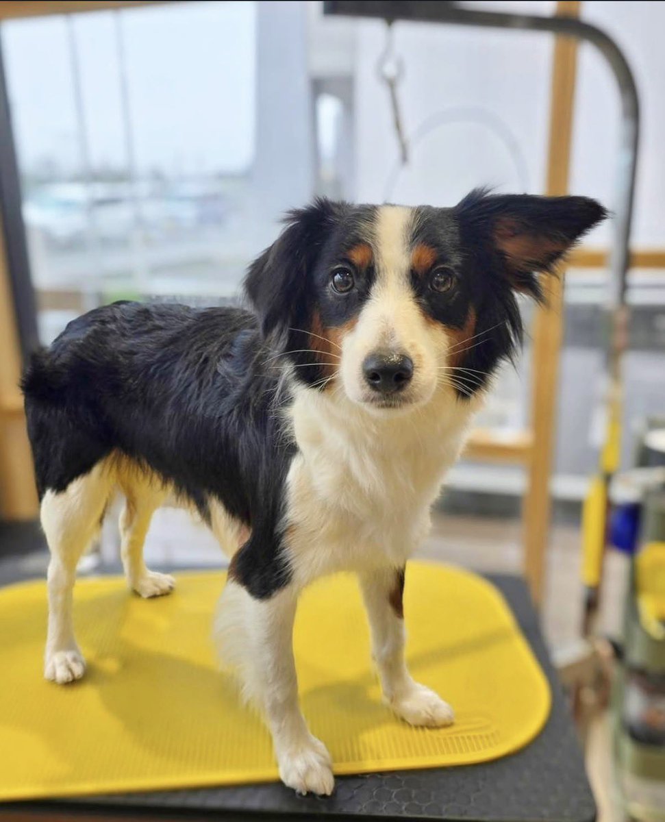 愛知県春日井市鳥居松町付近で2匹の犬🐶が迷子になってます。
見掛けた方は090-6756-4373まで。
左の子がクマ オス
右の子がヒメ メス
よろしくお願いします。