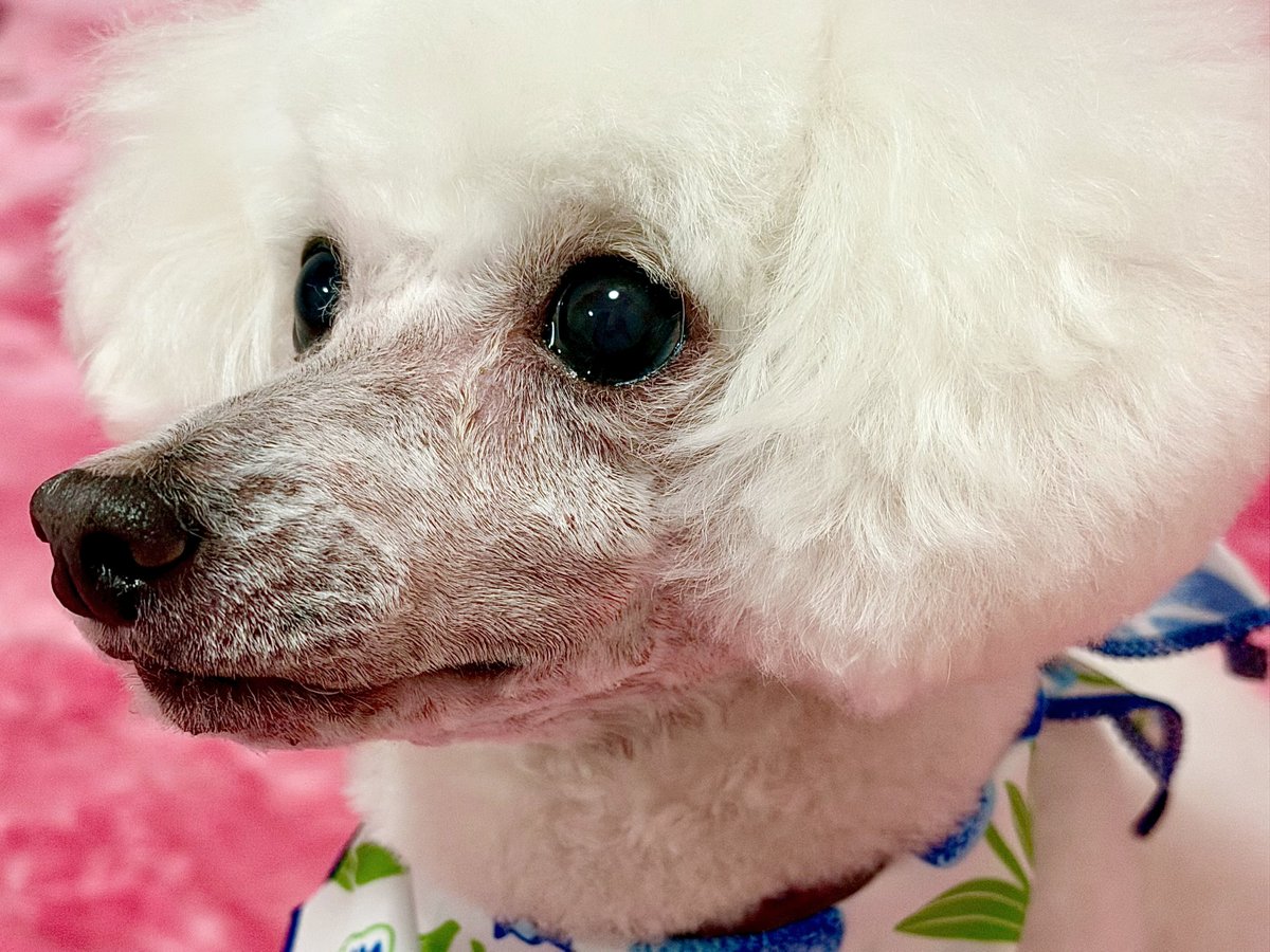 ぼたん🐩(♂10歳) tweet media