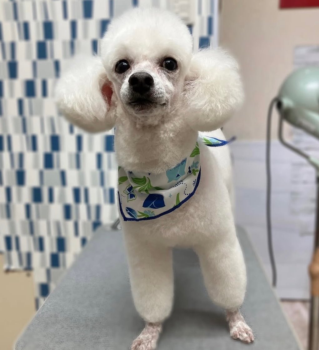 ぼたん🐩(♂10歳) tweet media