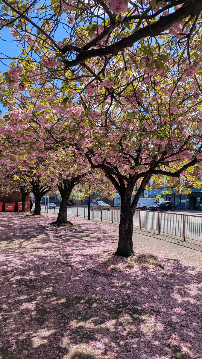 NotBadForHerAge's tweet image. Beautiful row of cherry trees &amp;amp; a carpet of blossom in the city centre 😊🩷🌸 #cherryblossom #carlisle