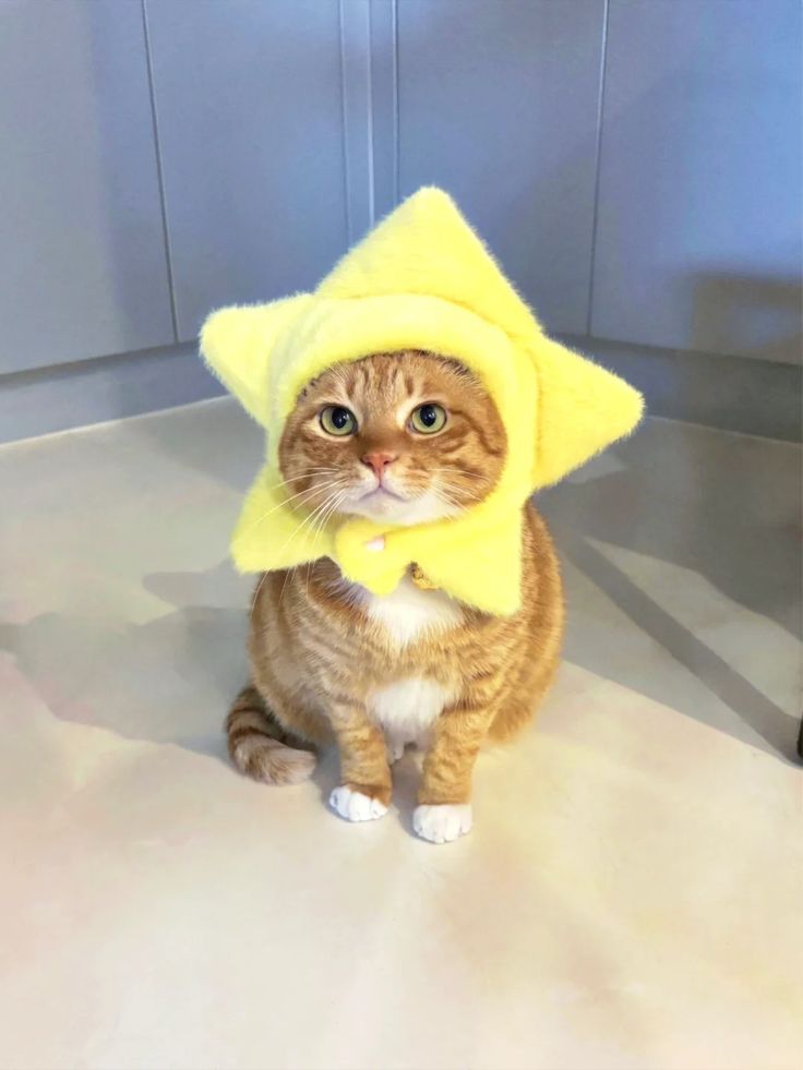 Cats all the way tweet media