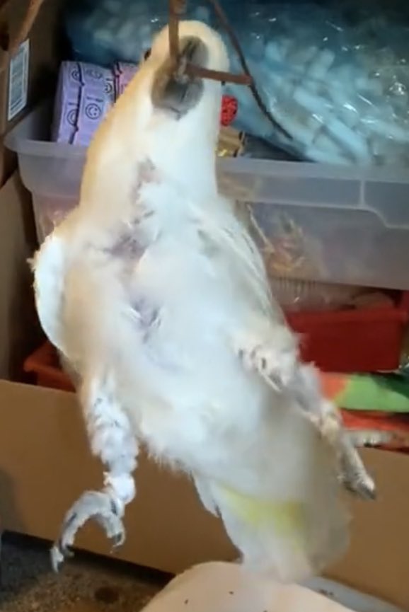 sleepykyju tweet media