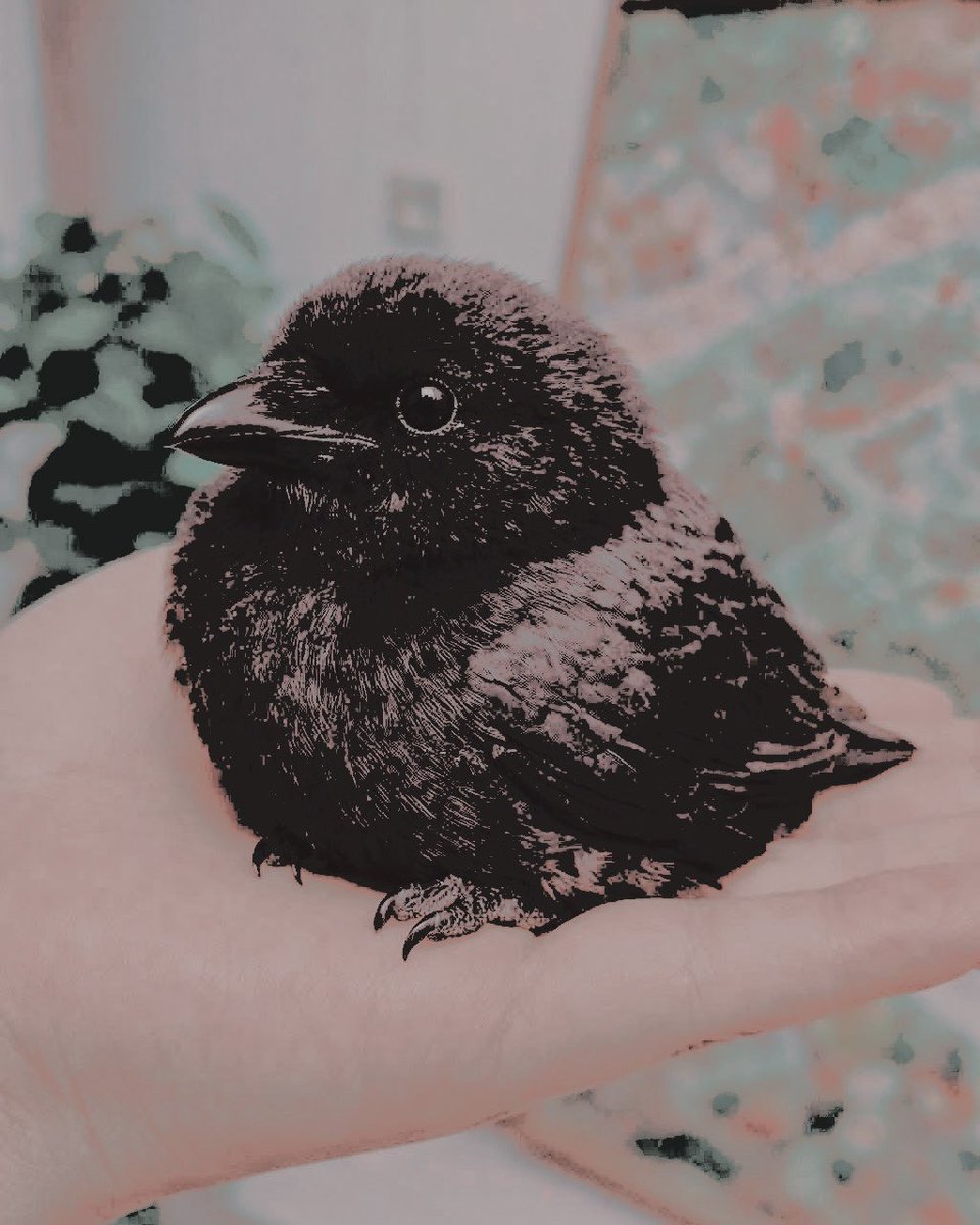 4cherontamovebo's tweet photo. io ed il mio adorabile alter ego. grazie di esistere merlino <3 https://t.co/R3uWlCNyMq